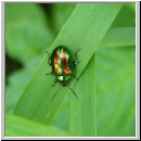 Chrysolina fastuosa - Ovalaeugiger Blattkaefer 01.jpg